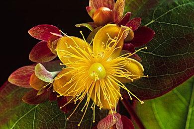 扳机社动画电影《普罗米亚》 将于8月27日在CCTV6播出